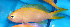  (Pseudanthias parvirostris - fw16pp)  @11 [ ] CreativeCommons - Attribution Non-Commercial Share-Alike (2016) Benjamin Victor Benjamin Victor