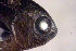  ( - ga16nt260)  @11 [ ] CreativeCommons - Attribution Non-Commercial Share-Alike (2016) Benjamin Victor Benjamin Victor