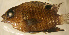  (Stegastes beebei - gal02112sb222)  @13 [ ] CreativeCommons - Attribution Non-Commercial Share-Alike (2012) Benjamin Victor Benjamin Victor
