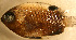  ( - gal02116sb184)  @11 [ ] CreativeCommons - Attribution Non-Commercial Share-Alike (2011) Benjamin Victor Research Collection of Benjamin Victor