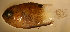  (Stegastes arcifrons - gal98609sa113)  @11 [ ] CreativeCommons - Attribution Non-Commercial Share-Alike (2011) Benjamin Victor Research Collection of Benjamin Victor