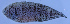 (Symphurus urospilus - gom12su1302)  @12 [ ] CreativeCommons - Attribution Non-Commercial Share-Alike (2012) Benjamin Victor Benjamin Victor