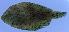  (Citharichthys macrops - gom265cm1050)  @12 [ ] CreativeCommons - Attribution Non-Commercial Share-Alike (2012) Benjamin Victor Benjamin Victor