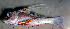  ( - gom278bm1000)  @12 [ ] CreativeCommons - Attribution Non-Commercial Share-Alike (2012) Benjamin Victor Benjamin Victor