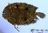  (Gastropsetta - gomg19)  @11 [ ] CreativeCommons - Attribution Share-Alike (2019) Unspecified Guy Harvey Research Institute