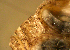  (Etropus cyclosquamus - gomger19)  @11 [ ] CreativeCommons - Attribution Share-Alike (2019) Unspecified Guy Harvey Research Institute