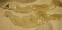  (Heteroconger klausewitzi - gv123o668)  @13 [ ] CreativeCommons - Attribution Non-Commercial Share-Alike (2012) Benjamin Victor Benjamin Victor
