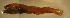  (Nannobrachium idostigma - gv12ni295)  @11 [ ] CreativeCommons - Attribution Non-Commercial Share-Alike (2012) Benjamin Victor Benjamin Victor