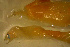  (Rhynchoconger nitens - gv12rn1100)  @11 [ ] CreativeCommons - Attribution Non-Commercial Share-Alike (2012) Benjamin Victor Benjamin Victor