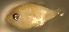  (Pronotogrammus multifasciatus - gv85310pm58)  @11 [ ] CreativeCommons - Attribution Non-Commercial Share-Alike (2011) Benjamin Victor Research Collection of Benjamin Victor