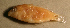  (Stethojulis balteata - h83sb310)  @12 [ ] CreativeCommons - Attribution Non-Commercial Share-Alike (2012) Benjamin Victor Benjamin Victor