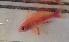  (Pseudanthias randalli - je144pr)  @14 [ ] CreativeCommons - Attribution Non-Commercial Share-Alike (2014) Benjamin Victor Benjamin Victor