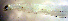  (Rhynchoconger gracilior - l13c31812)  @13 [ ] CreativeCommons - Attribution Non-Commercial Share-Alike (2013) Benjamin Victor Benjamin Victor