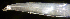  (Heteroconger luteolus - l13h417148)  @13 [ ] CreativeCommons - Attribution Non-Commercial Share-Alike (2013) Benjamin Victor Benjamin Victor