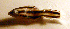  (Bodianus izuensis - me13bi2)  @12 [ ] CreativeCommons - Attribution Non-Commercial Share-Alike (2014) Benjamin Victor Benjamin Victor