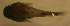  (Gobiesox barbatulus - n7527bg86)  @12 [ ] CreativeCommons - Attribution Non-Commercial Share-Alike (2011) Benjamin Victor Research Collection of Benjamin Victor