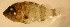  (Scorpaenodes tredecimspinosus - n7530ast92)  @13 [ ] CreativeCommons - Attribution Non-Commercial Share-Alike (2011) Benjamin Victor Benjamin Victor