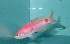  (Pseudanthias timanoa - nc17t2)  @11 [ ] CreativeCommons - Attribution Non-Commercial Share-Alike (2017) Benjamin Victor Benjamin Victor
