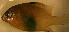  (Stegastes obreptus - ok04so203)  @12 [ ] CreativeCommons - Attribution Non-Commercial Share-Alike (2012) Benjamin Victor Benjamin Victor