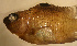  (Stegastes altus - ok403sa260)  @12 [ ] CreativeCommons - Attribution Non-Commercial Share-Alike (2012) Benjamin Victor Benjamin Victor