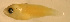 (Halichoeres margaritaceus - ranglabm78)  @12 [ ] CreativeCommons - Attribution Non-Commercial Share-Alike (2011) Benjamin Victor Research Collection of Benjamin Victor