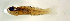  (Lythrypnus phorellus - rm17lp70)  @11 [ ] CreativeCommons - Attribution Non-Commercial Share-Alike (2017) Benjamin Victor Benjamin Victor