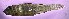  (Lythrypnus rhizophora - s00154lr170)  @11 [ ] by-nc-sa (2024) Benjamin Victor Benjamin Victor