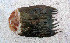  (Mycteroperca xenarcha - sio1184mx)  @12 [ ] CreativeCommons - Attribution Non-Commercial Share-Alike (2011) Benjamin Victor Research Collection of Benjamin Victor