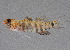  ( - soc19406)  @11 [ ] by-nc-sa (2022) Sergey Bogorodsky SMF