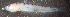  (Dactyloscopus crossotus - stj423dc157)  @11 [ ] by-nc-sa (2023) Benjamin Victor Benjamin Victor