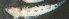  (Leurochilus - stj523la152a)  @11 [ ] by-nc-sa (2024) Benjamin Victor Benjamin Victor