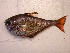  ( - ukT5556)  @13 [ ] CreativeCommons - Attribution Non-Commercial Share-Alike (2014) Benjamin Victor Benjamin Victor
