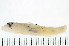  ( - HBL-LI-2001-098)  @13 [ ] CreativeCommons - Attribution (2008) Unspecified Centre for Biodiversity Genomics