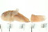  ( - HBL-LI-2001-159)  @11 [ ] CreativeCommons - Attribution (2008) Unspecified Centre for Biodiversity Genomics