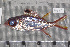  (Neoniphon sammara - UG0087)  @14 [ ] CreativeCommons - Attribution (2009) Unspecified Centre for Biodiversity Genomics