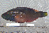  ( - UG0109)  @13 [ ] CreativeCommons - Attribution (2009) Unspecified Centre for Biodiversity Genomics