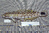  ( - UG0123)  @13 [ ] CreativeCommons - Attribution (2009) Unspecified Centre for Biodiversity Genomics