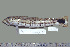  ( - UG0125)  @13 [ ] CreativeCommons - Attribution (2009) Unspecified Centre for Biodiversity Genomics
