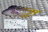  (Oxycercichthys - UG0130)  @11 [ ] CreativeCommons - Attribution (2009) Unspecified Centre for Biodiversity Genomics