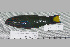 (Thalassoma lunare - UG0137)  @14 [ ] CreativeCommons - Attribution (2009) Unspecified Centre for Biodiversity Genomics