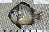  ( - UG0142)  @14 [ ] CreativeCommons - Attribution (2009) Unspecified Centre for Biodiversity Genomics
