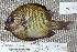  ( - UG0143)  @13 [ ] CreativeCommons - Attribution (2009) Unspecified Centre for Biodiversity Genomics