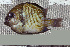  ( - UG0143)  @14 [ ] CreativeCommons - Attribution (2009) Unspecified Centre for Biodiversity Genomics