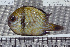  ( - UG0146)  @11 [ ] CreativeCommons - Attribution (2009) Unspecified Centre for Biodiversity Genomics