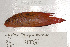  (Cypho - UG0202)  @13 [ ] CreativeCommons - Attribution (2009) Unspecified Centre for Biodiversity Genomics