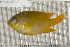  ( - UG0206)  @12 [ ] CreativeCommons - Attribution (2009) Unspecified Centre for Biodiversity Genomics