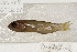  ( - UG0207)  @12 [ ] CreativeCommons - Attribution (2009) Unspecified Centre for Biodiversity Genomics