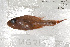  (Apogon seminigracaudus - UG0215)  @11 [ ] CreativeCommons - Attribution (2009) Unspecified Centre for Biodiversity Genomics