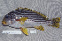  (Plectorhinchus lineatus - UG0246)  @15 [ ] CreativeCommons - Attribution (2009) Unspecified Centre for Biodiversity Genomics