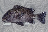  ( - UG0247)  @11 [ ] CreativeCommons - Attribution (2009) Unspecified Centre for Biodiversity Genomics